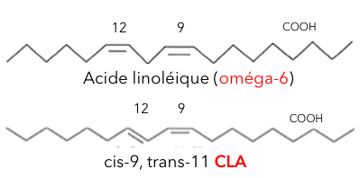 Acide-linoléique