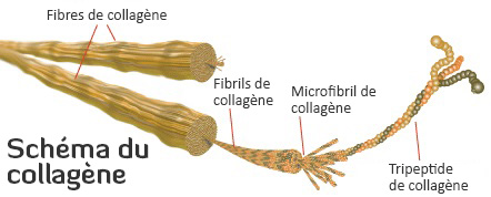Biocell-Pure-collagène